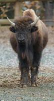 amerikansk bison i zoo foto