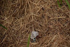 torr hö löv på de jord med plast avfall skräp på topp. foto