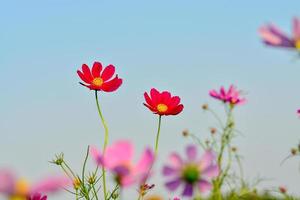 rosa av kosmos blomma fält med blå himmel och moln bakgrund foto