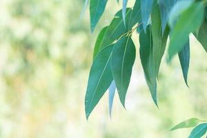 eukalyptusblad. gren eukalyptus träd natur bakgrund foto