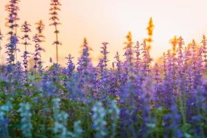 lavendel- blomma skön i solnedgång natur foto