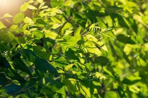 eukalyptusblad. gren eukalyptus träd natur bakgrund foto