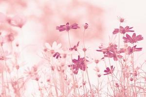 pastell rosa av kosmos blomma foto