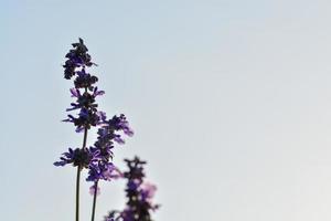 lavendel- blomma skön i natur foto