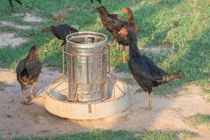 kyckling frihet på en traditionell fjäderfän utomhus- bruka foto