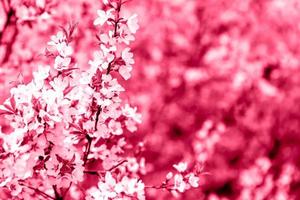 rosa sakura blommar. vår. romantisk bakgrund med en utrymme för text. viva magenta Färg av de år 2023. foto