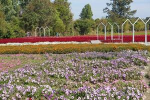 de bakgrund av de blomma plantage för turister till besök och ta bilder. foto