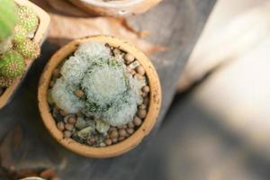 kaktus placerad på en trä- tabell foto