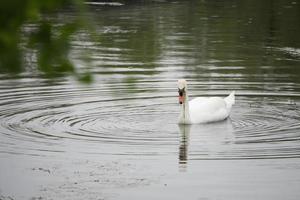 svan simning i sjö foto