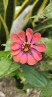 hög se av zinnia haageana blomma foto