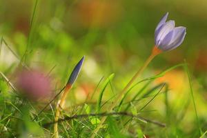 krokus blomma i de parkera i höst säsong foto