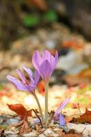 krokus blomma i de parkera i höst säsong foto