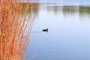 porträtt av en sothöna Anka fulica atra fågel simning på Donau flod foto