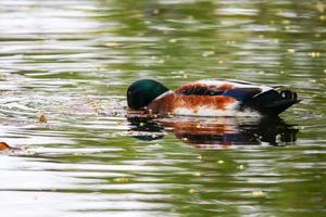 vild ankor på de sjö nära Donau flod i Tyskland foto