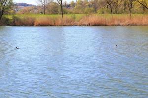 bra naken dopping fågel flytande på de Donau riverv foto