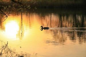 vild Anka simning på en gyllene sjö medan solnedgång är reflekterande i de vatten. minimalistisk bild med silhuett av de vatten fågel. foto