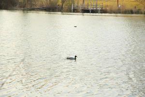 manlig gräsand Anka i de vatten nära Donau flod foto