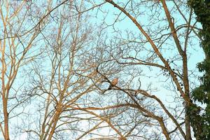 vild duva uppflugen i en träd i höst säsong foto