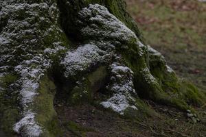 rötter av träd under de först snö med grön mossa i vinter- skog foto