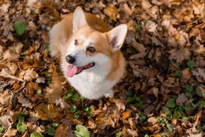 söt corgi hund på en promenad i höst i en kaffe affär på de veranda dricka kaffe. hund vänlig Kafé. hög kvalitet Foto