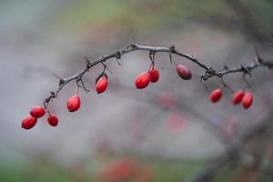 närbild av en gren med röd berberis bär foto