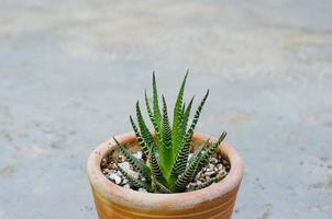 liten kaktus i små krukmakeri pott foto