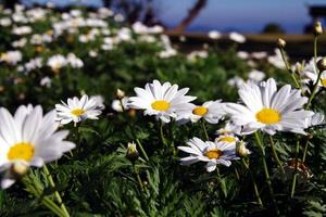 vit blomma gul pollen foto