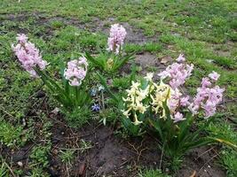 grön växter blomning med rosa och vit blomma kronblad utomhus- foto