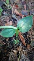 odling av juvel orkide skog växter i de trädgård foto