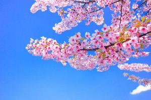 mjuk fokus, körsbär blomma eller sakura blomma mot blå himmel skön på bakgrund en vår dag foto