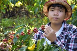 porträtt ung asiatisk pojke innehar knippa av kaffe körsbär frukt i de mitten av kaffe trädgård till studie utanför de klassrum. foto