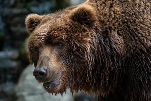 främre se av brun Björn. porträtt av kamchatka Björn ursus arctos beringianus foto