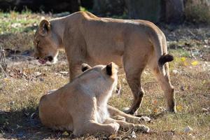 asiatic inna panthera leo persica. en kritiskt endangered arter. foto