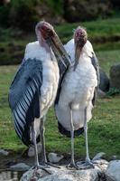 marabou stork leptoptilos crumeniferus är en stor plask fågel i de stork familj ciconiidae. foto