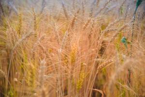 mogen korn på de fält i tidigt sommar och solig dag foto