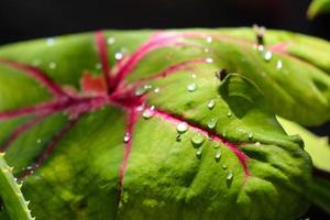 växt av röd och grön lummig caladium cultivar caladium bicolor färsk i de morgon- utsatt till regn dagg foto