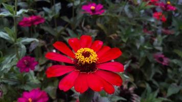 allmänning zinnia elegans blomma eller färgrik röd blomma i de trädgård. foto