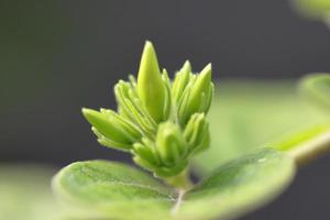 mörk grön löv träd med blomma knopp i bakgård foto