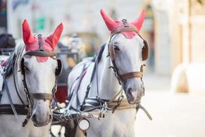 traditionell häst tränare fiaker i wien österrike foto