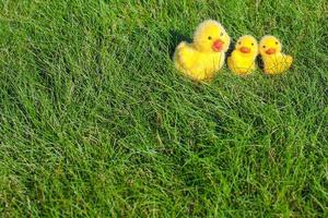 symbol av de påsk Semester - liten gul kycklingar på grön gräs foto