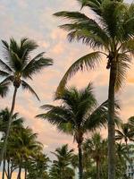 skön kokos handflatan träd med Fantastisk levande himmel på solnedgång foto