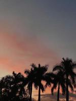 skön kokos handflatan träd med Fantastisk levande himmel på solnedgång foto