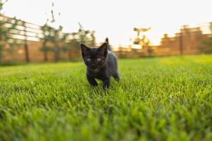 svart nyfiket kattunge utomhus i de gräs - sällskapsdjur och inhemsk katt begrepp foto