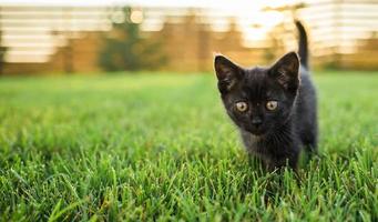 svart nyfiket kattunge utomhus i de gräs sommar kopia Plats - sällskapsdjur och inhemsk katt begrepp. kopia Plats och plats för reklam foto