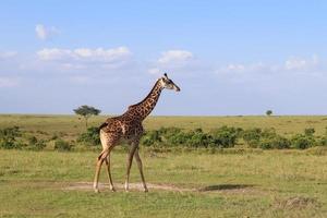 skön giraff i de vild natur av afrika. foto