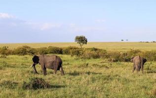 vild elefanter i de bushveld av afrika på en solig dag. foto