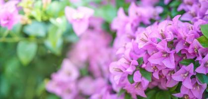 närbild av rosa blomma under solljus med grön blad bakgrund och kopia Plats använder sig av som naturlig växter landskap, ekologi tapet omslag sida begrepp. foto