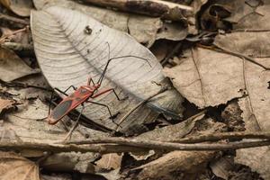 hemiptera insekt, närbild foto