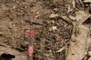 hemiptera insekt, närbild foto