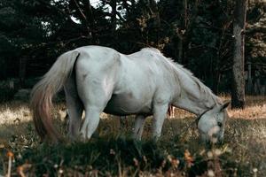 horisontellt skott av en vit häst som äter gräs